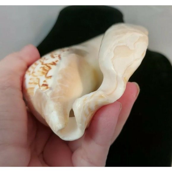 SEA SHELL. Calcified fossil, 140mm x 120mm. GIANT SHELL 1.6lb-611gr - Picture 8 of 8